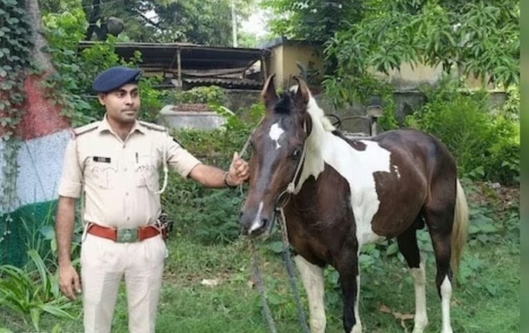 पश्चिम चंपारण: शराब की तस्करी में पकड़ा गया घोड़ा, पुलिस ने किया गिरफ्तार